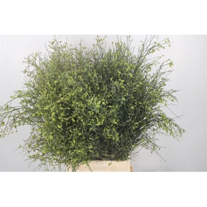 Ginster Berry Green Per Bunch