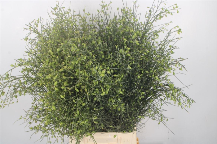 <h4>Ginster Berry Green Per Bunch</h4>