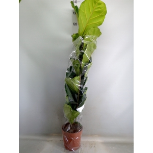 Ficus lyrata