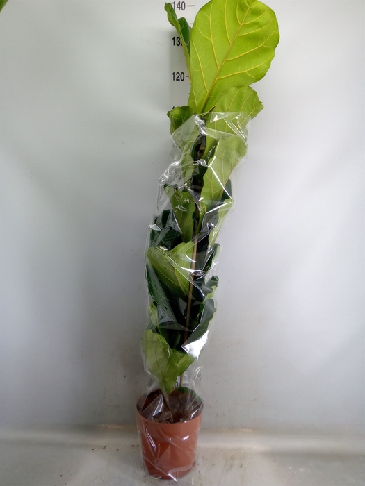 <h4>Ficus lyrata</h4>