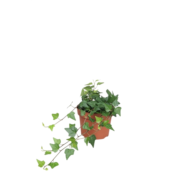 <h4>Hedera helix Lady Kay</h4>