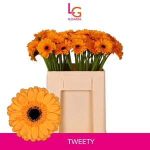 GE MI TWEETY
