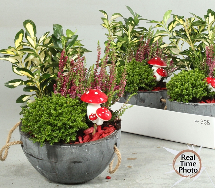 <h4>ARR TUINPLANTEN</h4>