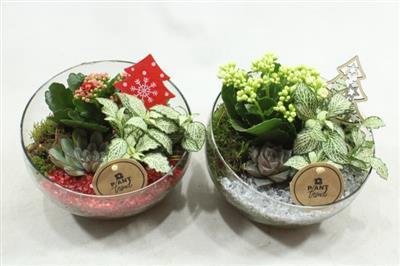 <h4>8792 HALF GLAS ROOD/ZILVER</h4>