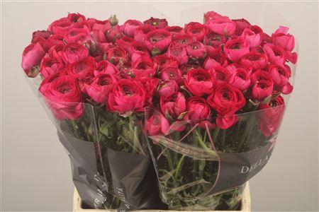 <h4>Ran El Hot Pink</h4>