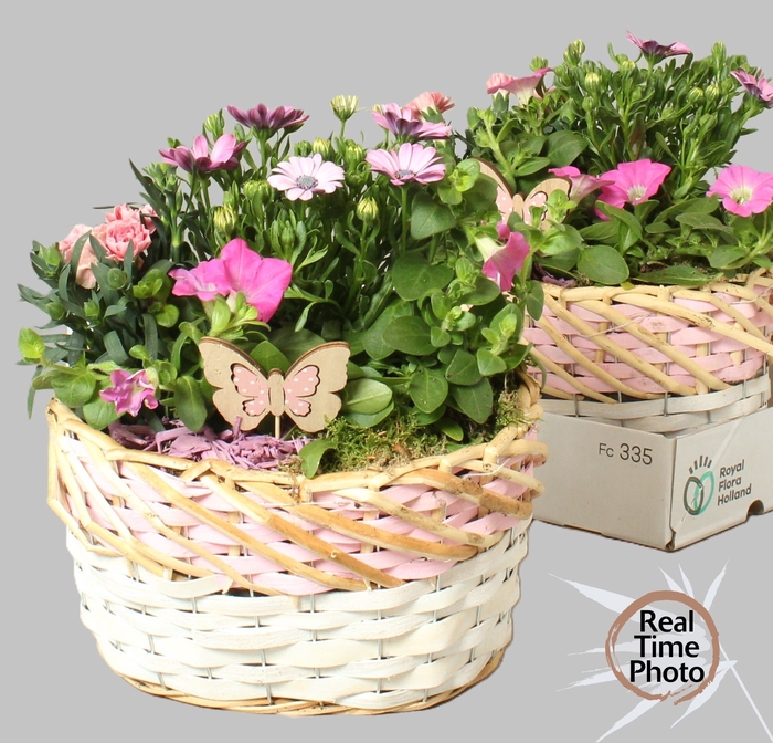 <h4>ARR TUINPLANTEN</h4>