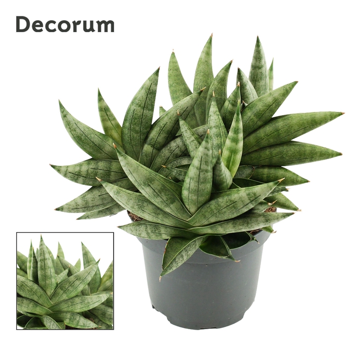 <h4>Sansevieria Artistic Fan 9 cm Multi (Decorum)</h4>