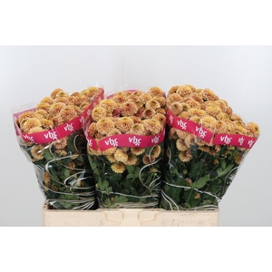 Chr San Aaa Doria Sa