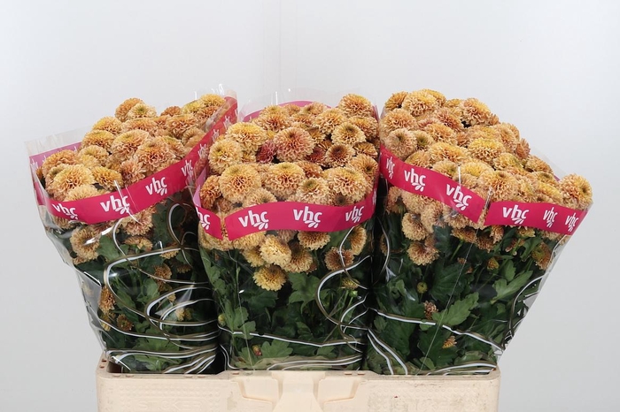 <h4>Chr San Aaa Doria Sa</h4>