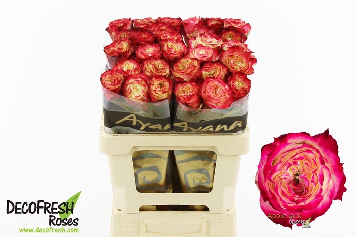 <h4>R Gr Apple jack</h4>