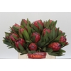 Protea Red Ice