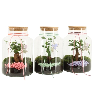 21944: Contradiction terrarium