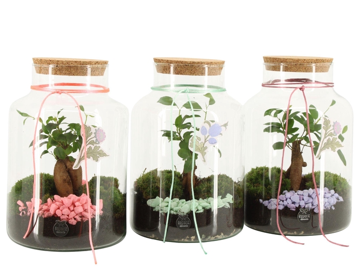 <h4>21944: Contradiction terrarium</h4>