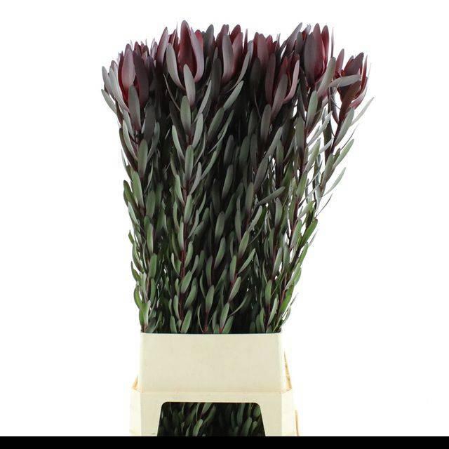 <h4>LEUCAD SAF SUNSET</h4>