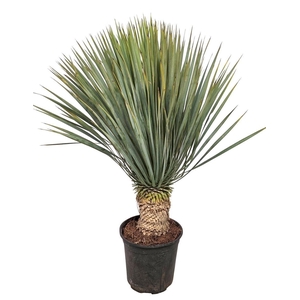 YUC ROSTRATA