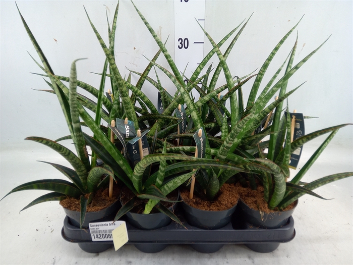 <h4>Sansevieria trifa.   ...</h4>