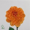 DAHLIA  'CHANEL'