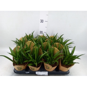 Sansevieria trifa. 'Hahnii'