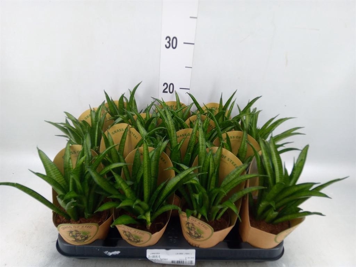 <h4>Sansevieria trifa. 'Hahnii'</h4>