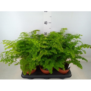 Adiantum raddi. 'Fritz-Luthi'