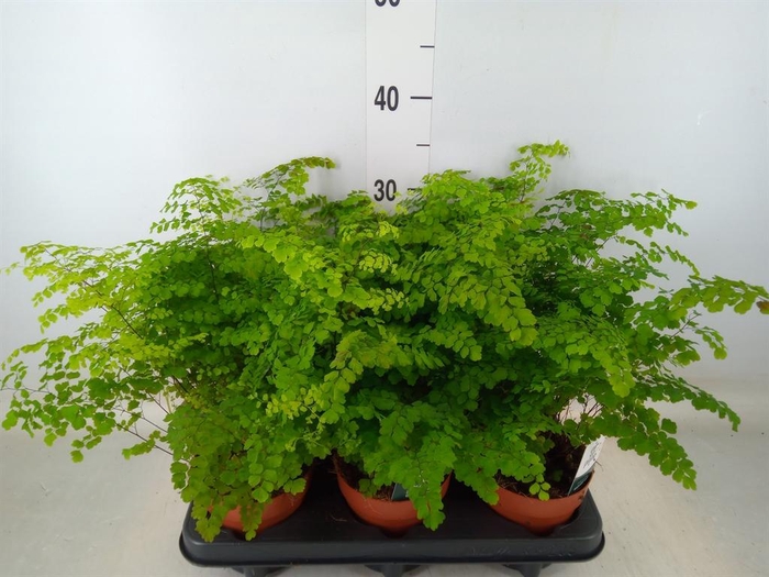 <h4>Adiantum raddi. 'Fritz-Luthi'</h4>