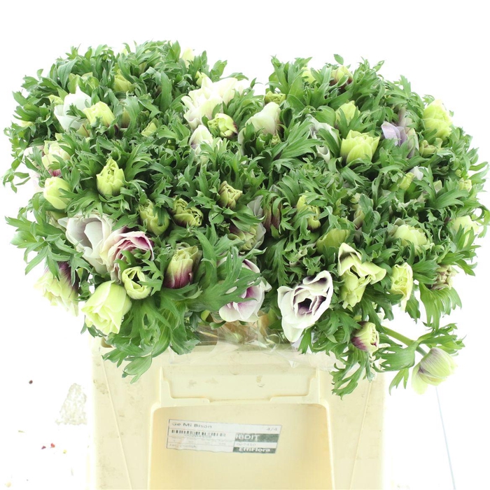 <h4>Anem Co Mar Misty Rose</h4>