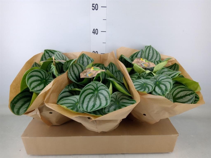 <h4>Peperomia argyreia</h4>