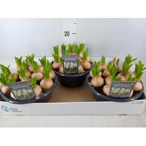 Hyacinthus orie. 'Pearl White'