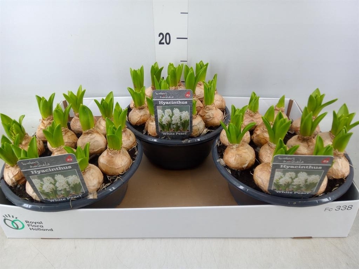 <h4>Hyacinthus orie. 'Pearl White'</h4>