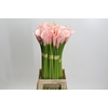 Zantedeschia Eydolls Salmon