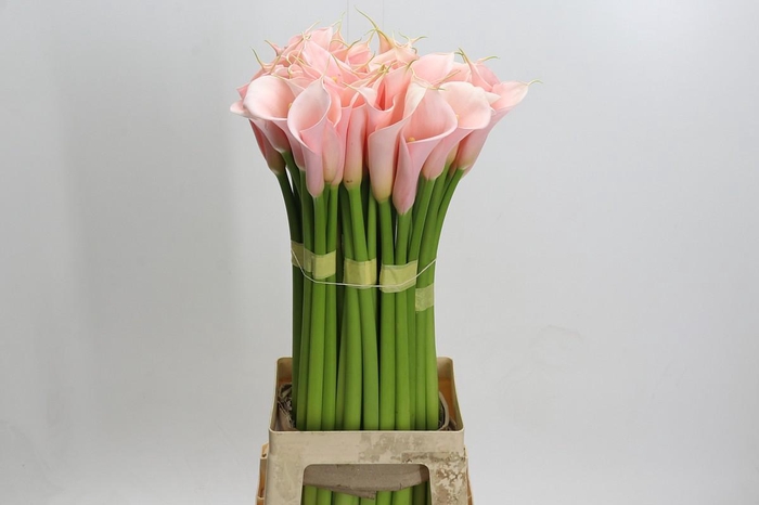 <h4>Zantedeschia Eydolls Salmon</h4>