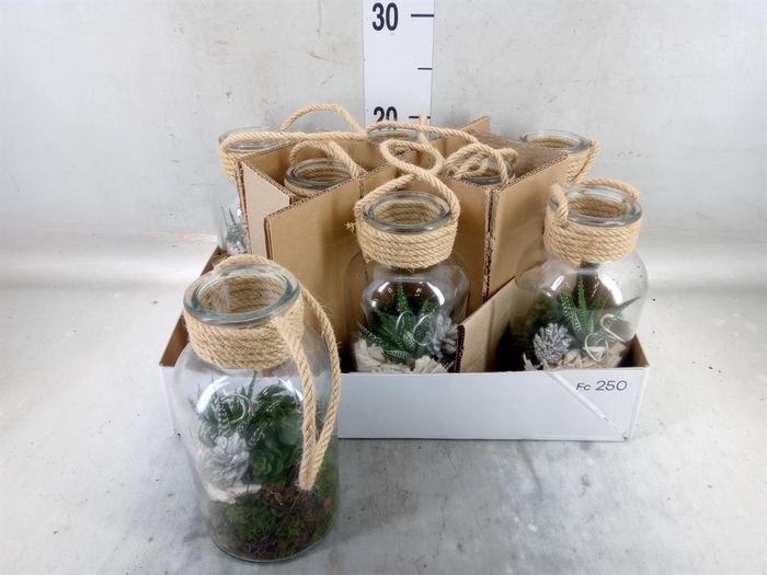 <h4>Arr.   Kamerplant Groen L%</h4>