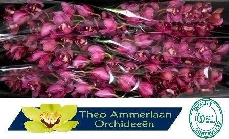 <h4>CYMB T RED DREAM</h4>