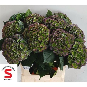 HYDR M POMPIDOU CL ANGEBOT