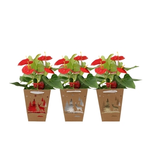 Anthurium Esudo in Joly Christmas bag