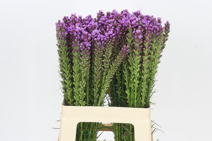 <h4>Liatris Spicata</h4>