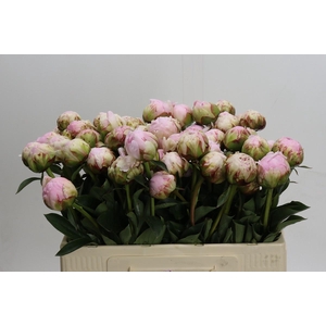 Paeonia Pillow Talk