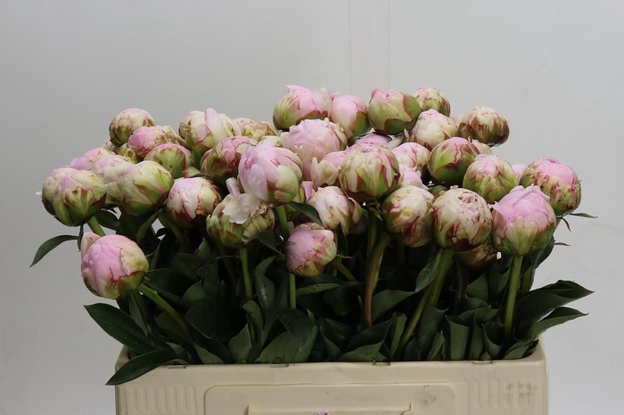 <h4>Paeonia Pillow Talk</h4>