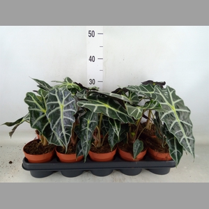 Alocasia amazonica 'Polly'