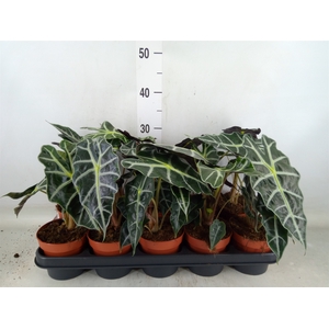 Alocasia amazonica 'Polly'