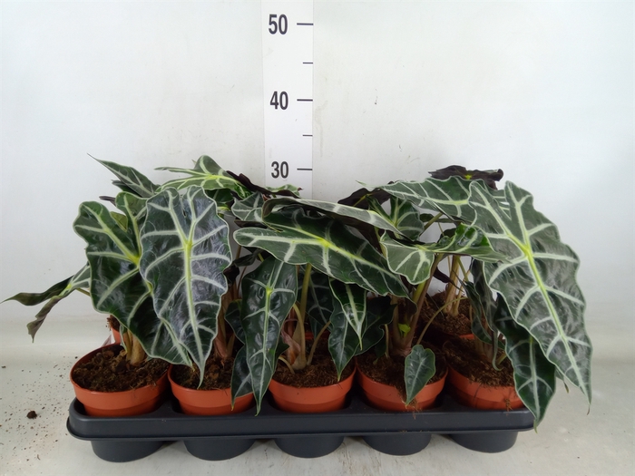 <h4>Alocasia amazonica 'Polly'</h4>