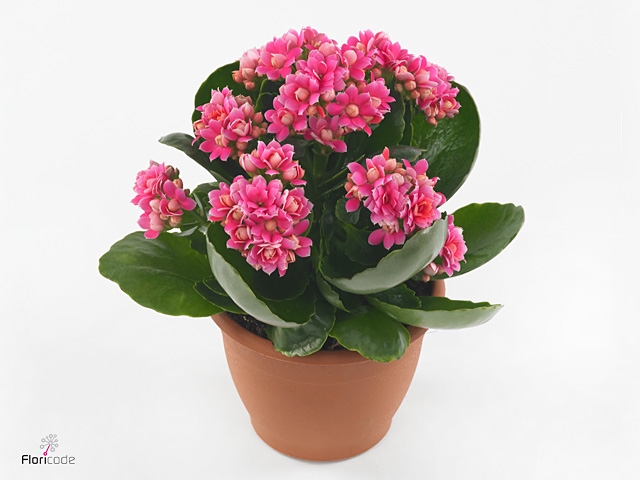 Kalanchoe blos. 'Serenity Pinkwhite