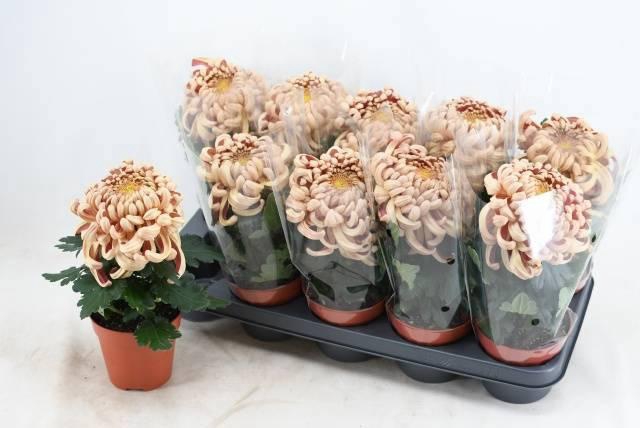 <h4>CHRYS VIENNA COPPER</h4>