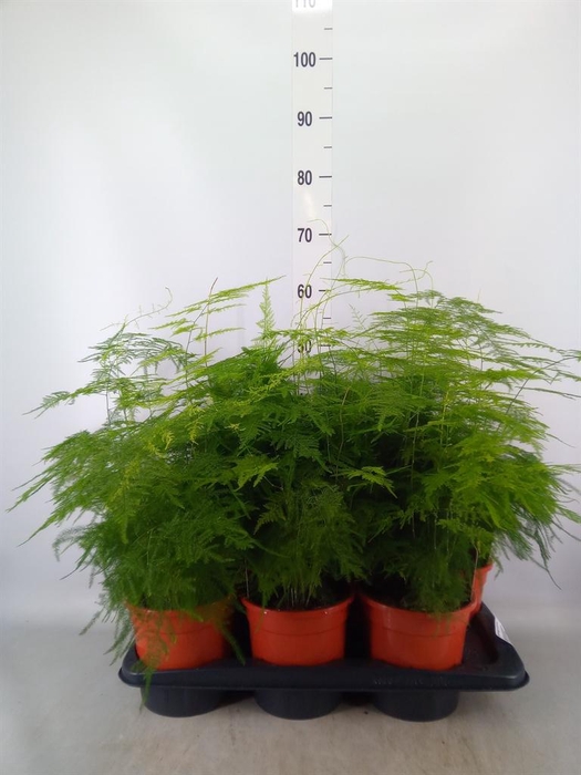 <h4>Asparagus setaceus</h4>