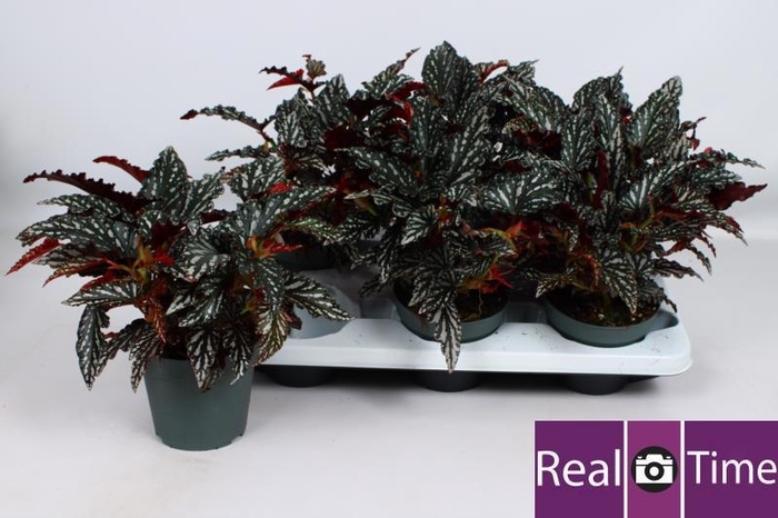 <h4>BEG MA SPOTL  DARK</h4>