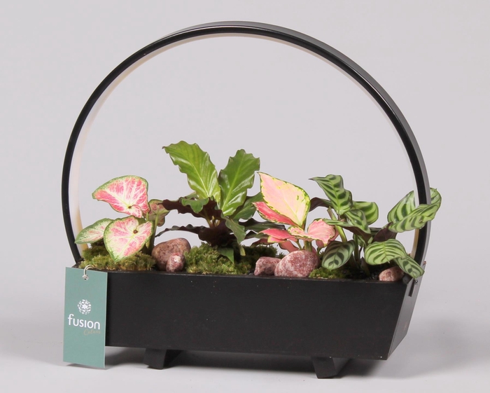 <h4>Lamp LED boog hout met Trendy groene planten</h4>