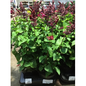 SALVIA OVERIG