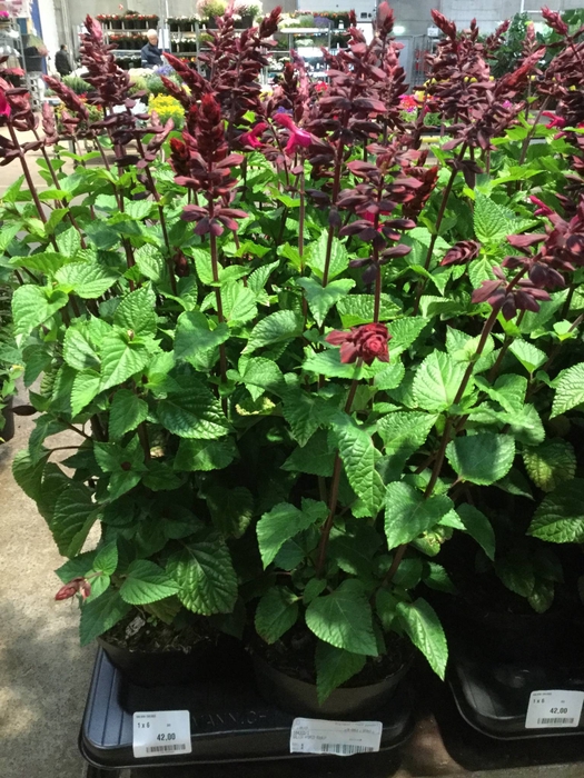 <h4>SALVIA OVERIG</h4>