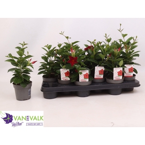 MANDE RIO DEEP RED