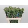 Oxypetalum Tweedia Blue